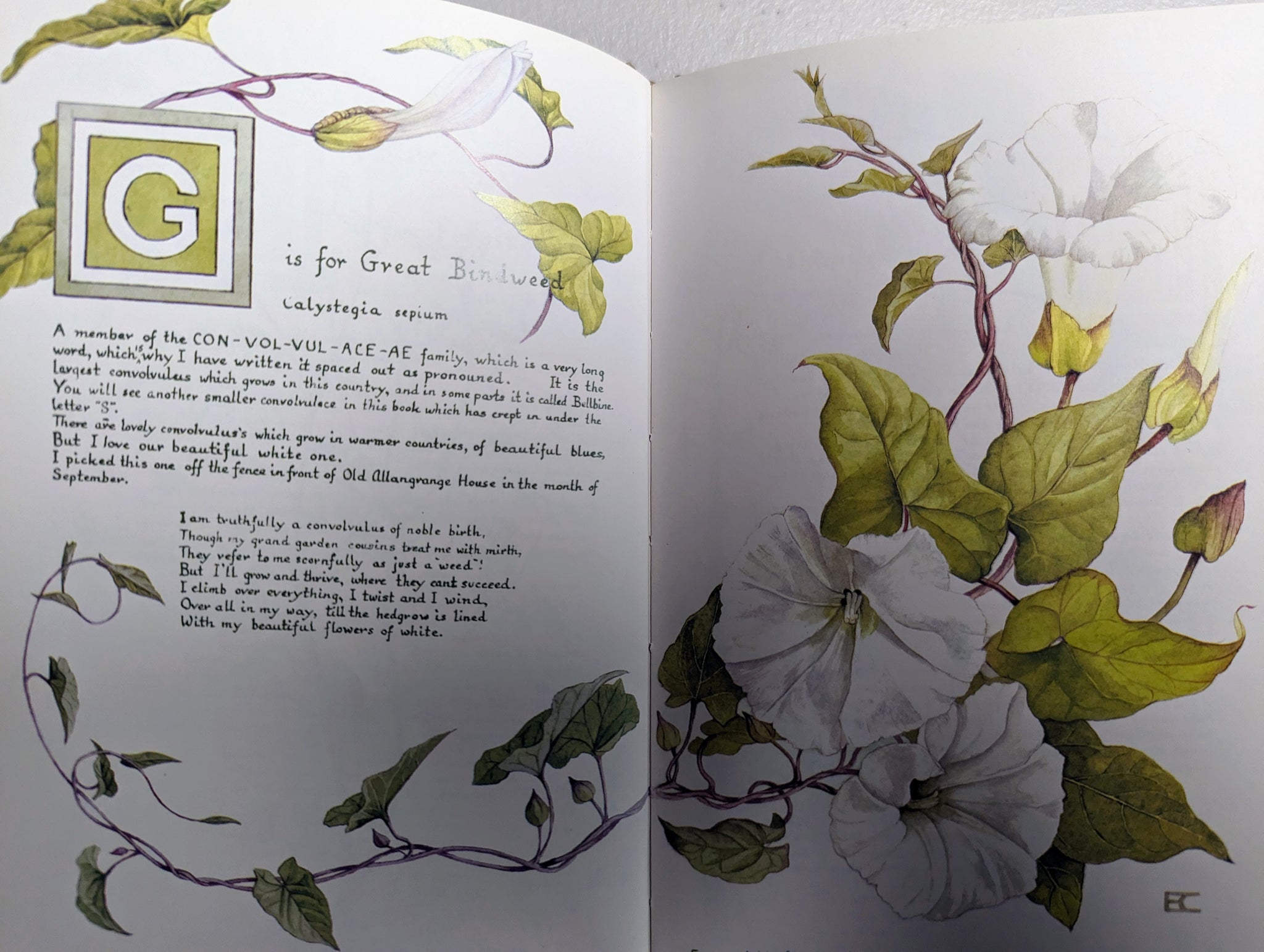 Bindweed Sketchbooks